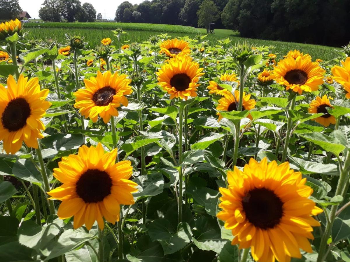 Bauernhof Sesterhenn Leichlingen Exteriör bild
