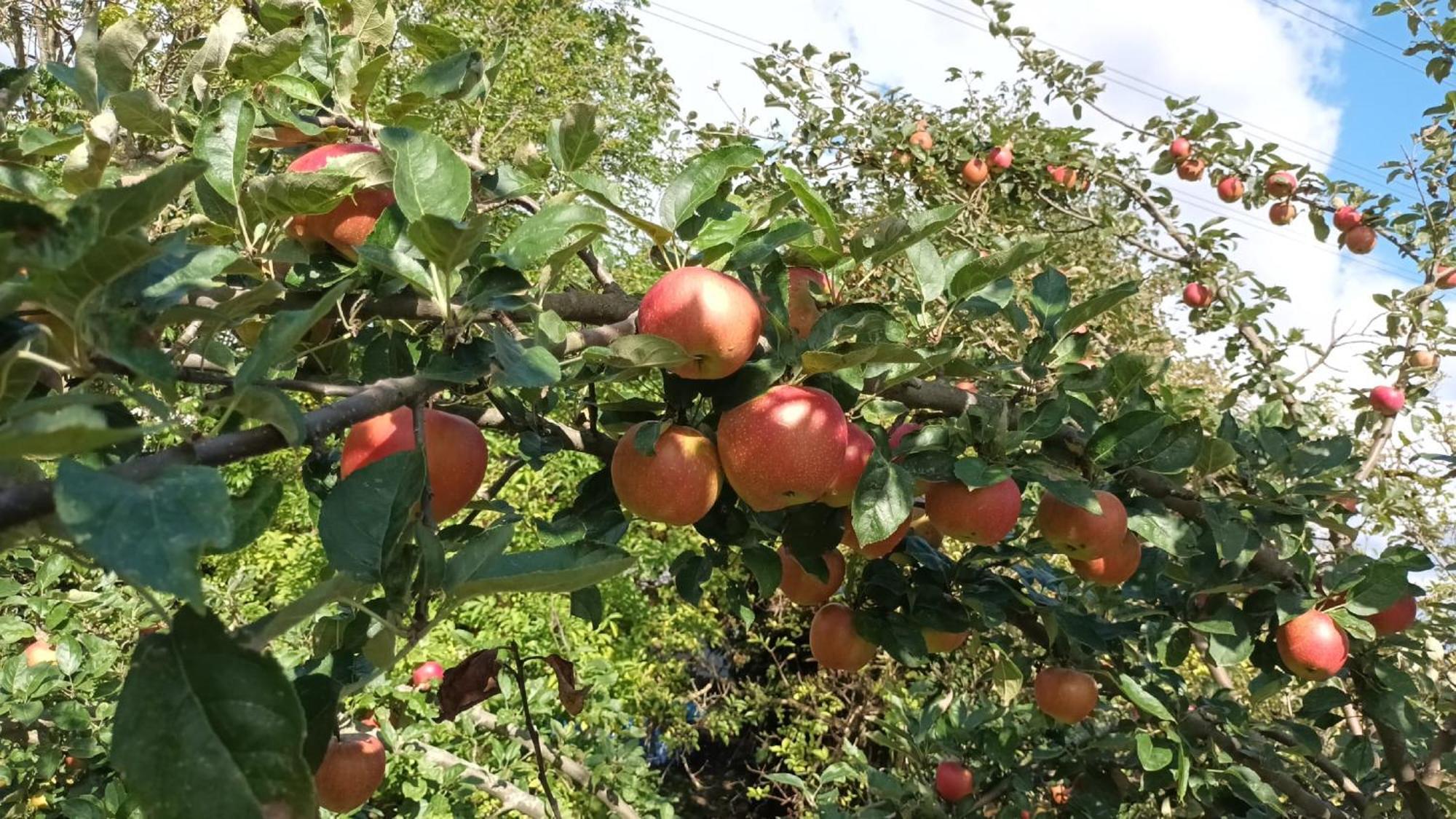 Bauernhof Sesterhenn Leichlingen Exteriör bild